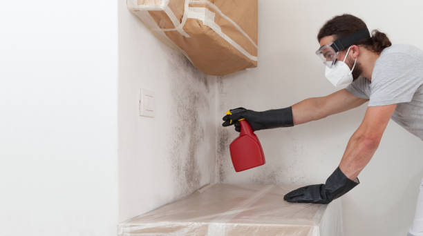 Professional Basement Mold Remediation technician working in Loretto, TN